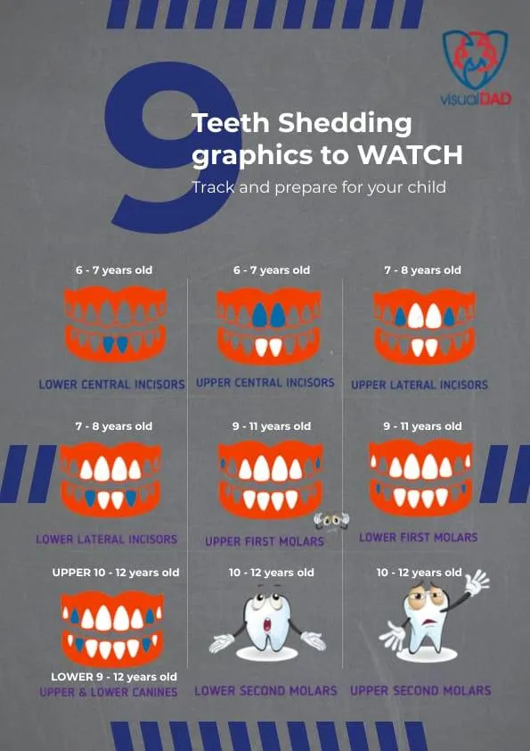 vd printable Child shedding teeth chart min
